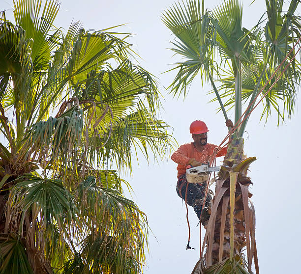 Tree Health Inspection in Westmere, NY